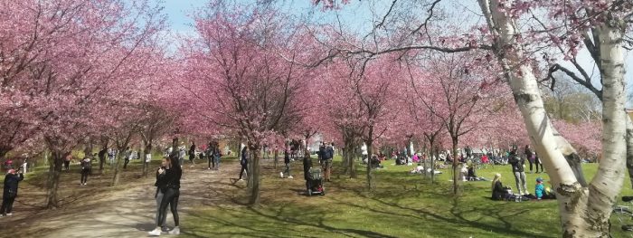 Kukkivia kirsikkapuita ja ihmisiä puistossa.