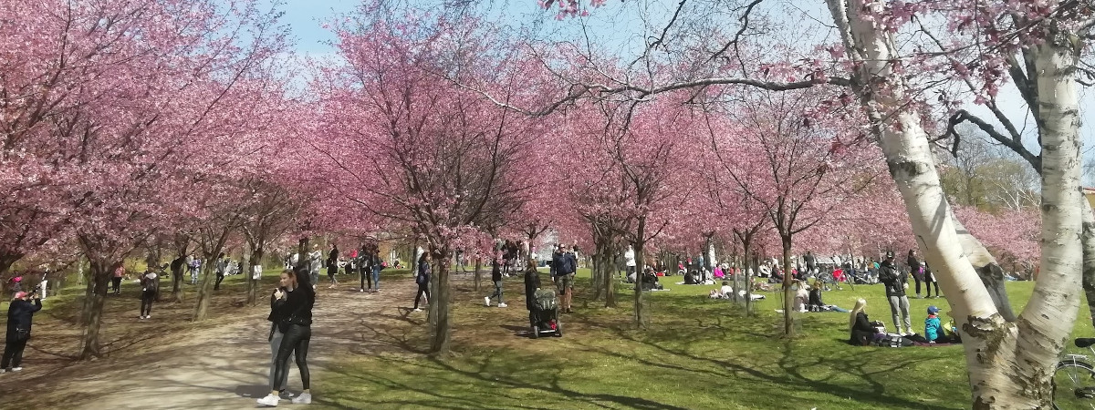 Kukkivia kirsikkapuita ja ihmisiä puistossa.