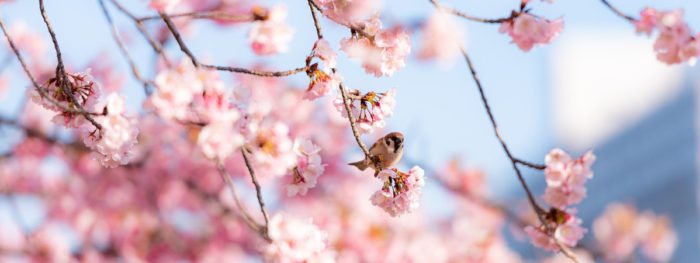 Kirsikankukkia ja pikkulintu oksalla.
